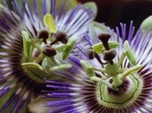 Passion flower reproductive parts, time-lapse footage