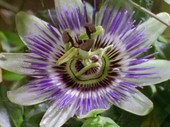 Passion flower blooming, time-lapse footage