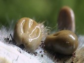 Female ticks laying eggs