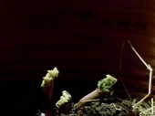 Rhubarb stalks growing, time-lapse footage
