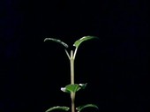 Plant growing towards a light source, time-lapse footage
