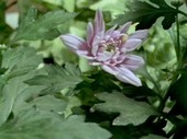 Flower blooming, time-lapse footage