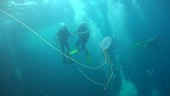 Divers watching box jellyfish