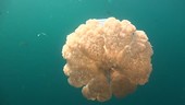 Jellyfish, Thailand