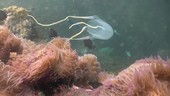 Box jellyfish escaping sea anemone