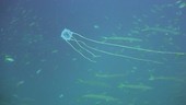 Box jellyfish with fish