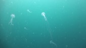 White jellyfish, Thailand
