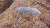 Box jellyfish caught by sea anemone