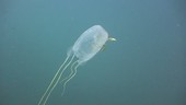 Box jellyfish