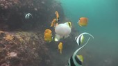 Jellyfish and fish, Thailand