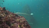 Barracuda on reef, Thailand