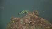 Fish on reef, Thailand