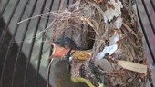 Olive-backed sunbird mother feeding