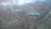 Whale shark, Thailand