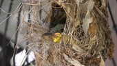 Olive-backed sunbird chick