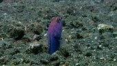 Jawfish male