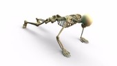 Person doing press-ups, skeletal structure