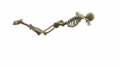 Swimmer's skeletal structure