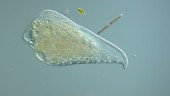 Loxophyllum ciliate, LM