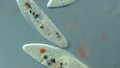 Paramecium fed on stained yeast