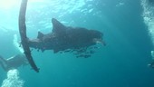 Whale shark with injured tail