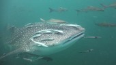 Whale shark with fish