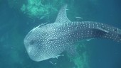 Whale shark with damaged tail
