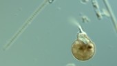 Lesquereusia amoeba timelapse, LM