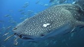 Whale shark with fish