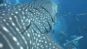 Whale shark with divers