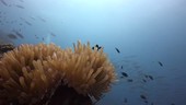 Fish over sea anemone