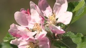 Hoverfly feeding on apple blossom, high-speed footage