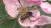Bees mating on a flower