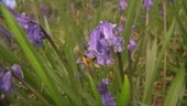 Bumblebee feeding on bluebell flowers, high-speed footage