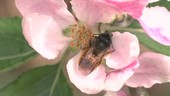 Bees mating on a flower