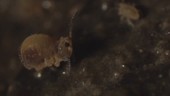 Globular springtail, light microscopy footage