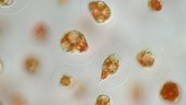 Haematococcus pluvialis algae