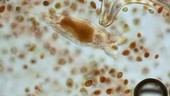 Rotifer feeding on Haematococcus algae