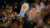 Rotifer feeding on Haematococcus algae