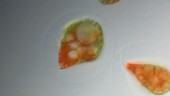 Green and red Haematococcus algae