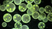 Volvox algae colonies, light microscopy