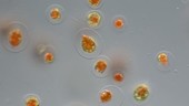 Haematococcus pluvialis algae