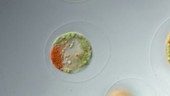 Green and red Haematococcus alga