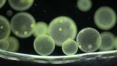 Volvox algae colonies, light microscopy
