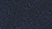 E coli bacteria, microscopy