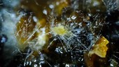 Fungal mycelium growing, timelapse