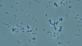 Cold E coli bacteria, microscopy