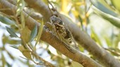 Male cicada singing