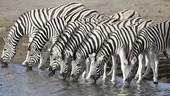 Burchell's zebras drinking