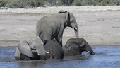 African elephant bulls bathing